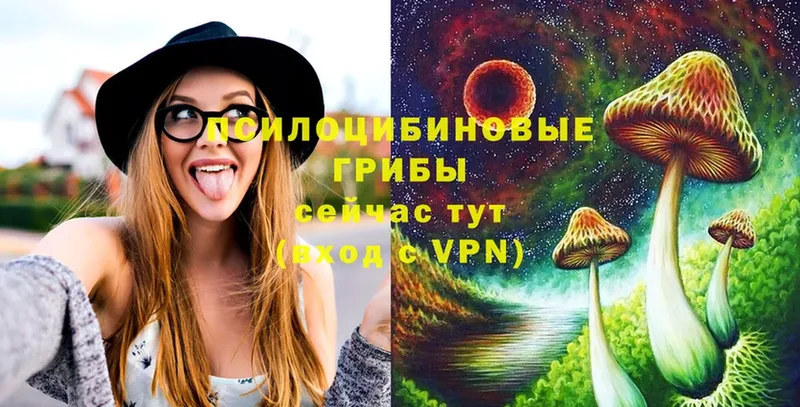 Псилоцибиновые грибы Psilocybe  наркотики  Дедовск 